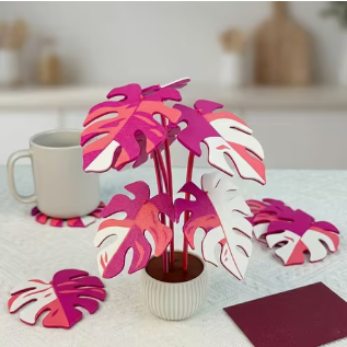 Pink Monstera Coaster Plant